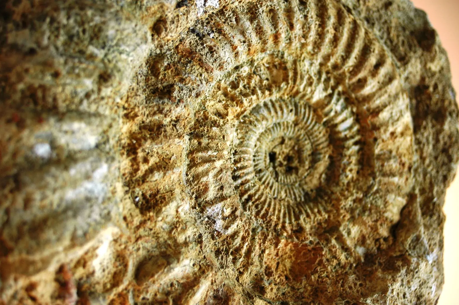Ammonite fossile du Kimméridgien, le sous-sol de Chablis
